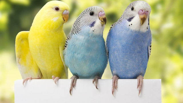 התוכים הפכו למרכז המשבר