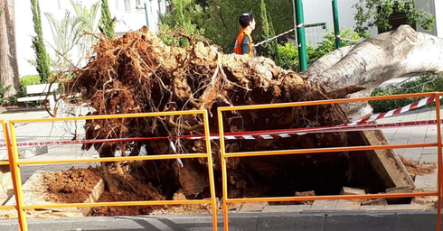 העץ שקרס היום | צילום: ענת חיימוביץ אבישר