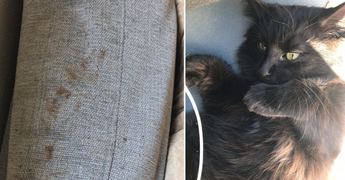 החתולה ג'ורג' וטביעות הנעליים שהתגלו בדירה | צילומים: פרטי
